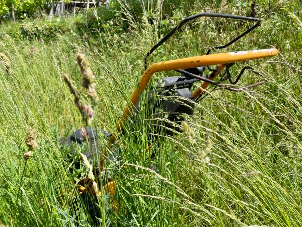 istock Old lawn mower standing in high grass 1223998417