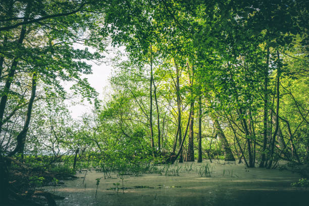 Idyllic forest swamp with fresh green trees in the springtime