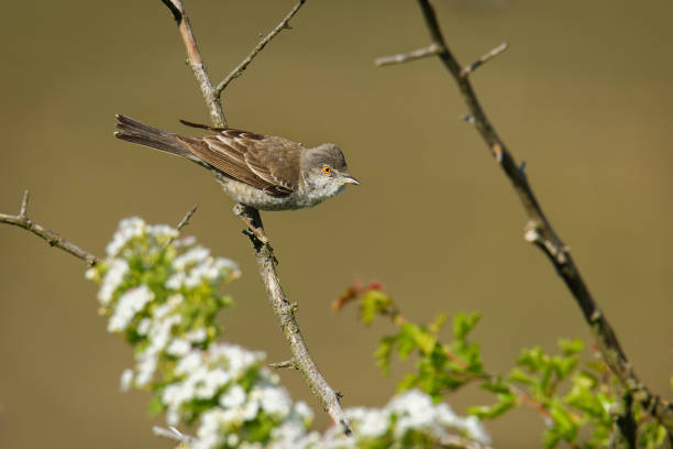 istock Barred Warbler - Sylvia nisoria singing birs, typical warbler, breeds in central and eastern Europe and western and central Asia, passerine bird strongly migratory, winters in tropical eastern Africa. 1223999554
