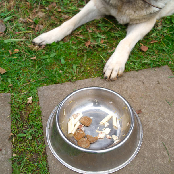 istock dog near not finished dinner 1223999794