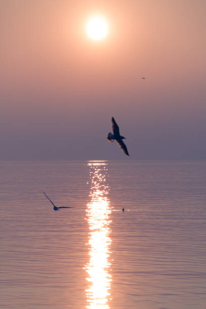 istock Seagulls Flying over Shimmering Lake at Sunset 1224000745