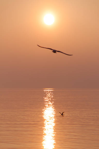 istock Seagulls Flying over Shimmering Lake at Sunset 1224000834