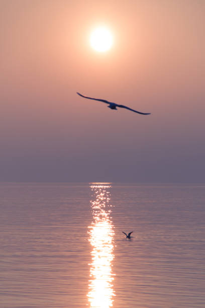 istock Seagulls Flying over Shimmering Lake at Sunset 1224001030