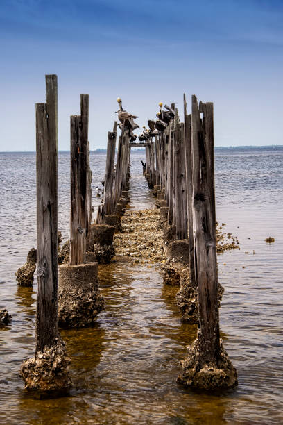 istock Flock of Brown Pelicans on Pylon 1224001100