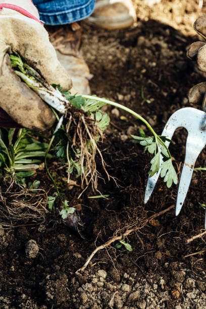 istock Woman removing weeds from her garden 1224001221