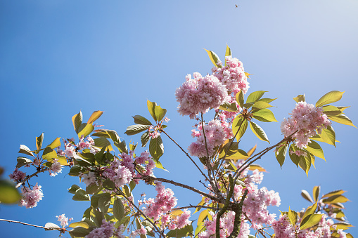 Cherry blossom flower clustered together on the branch of a cherry tree against a bright blue sky.
