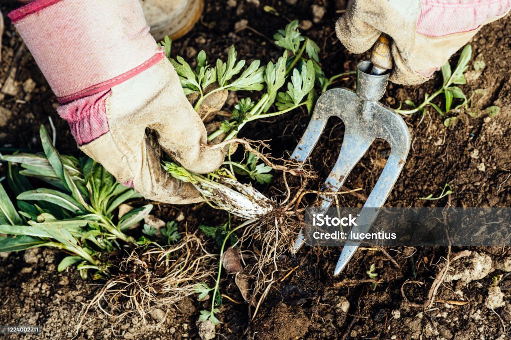 Woman removing weeds from her garden Unrecognizable woman removing a weed from her flowerbed. Weeding Stock Photo