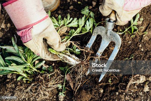 Woman Removing Weeds From Her Garden Stock Photo - Download Image Now - Weeding, Vegetable Garden, Yard - Grounds