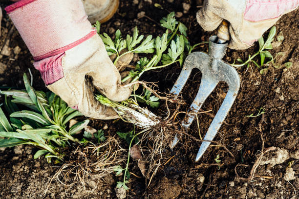 kobieta usuwa chwasty z jej ogrodu - gardening fork zdjęcia i obrazy z banku zdjęć