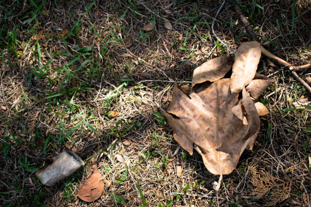 dry grass