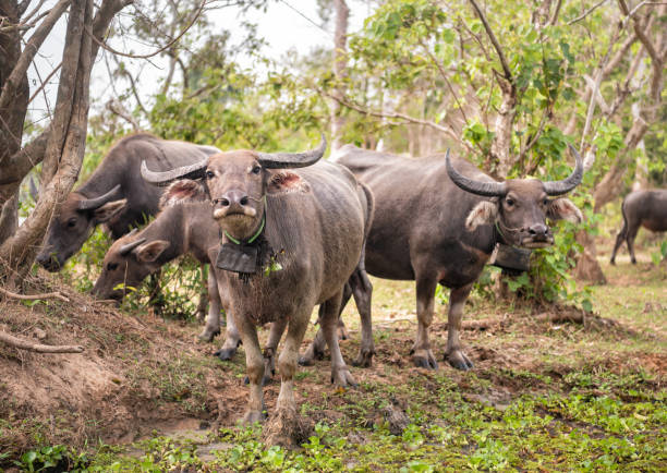 istock Water Buffalo, Angkor Wat, Cambodia 1224002959