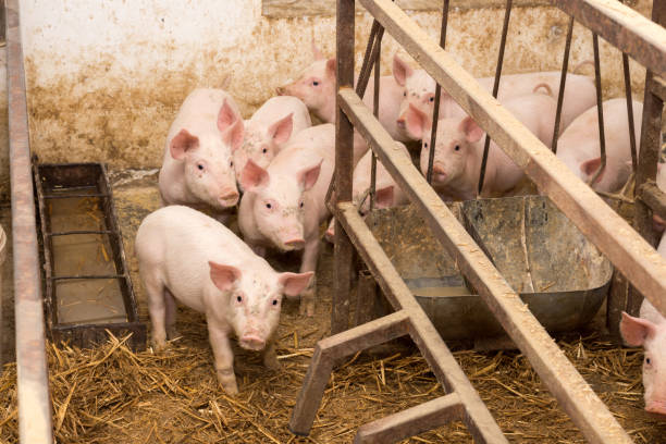 małe świnie w kojcu - farmer pig domestic pig farm zdjęcia i obrazy z banku zdjęć