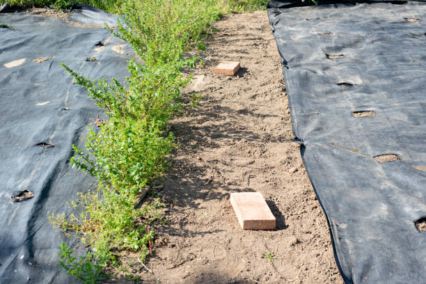 istock Preparing a ground with mesh to prevent weeds from growing and installing drip irrigation 1224003890