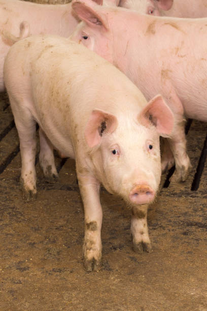 istock Little pigs in the pen 1224003897