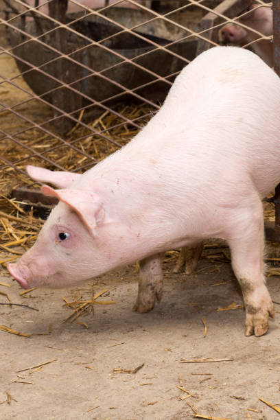 istock Little pigs in the pen 1224003911