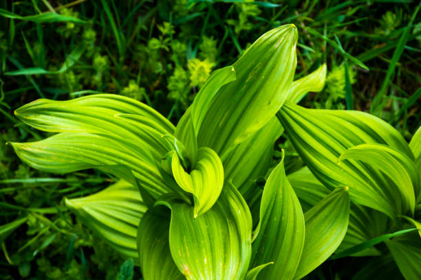 istock hellebore in the field 1224004069