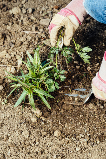 istock Woman removing weeds from her garden 1224004120