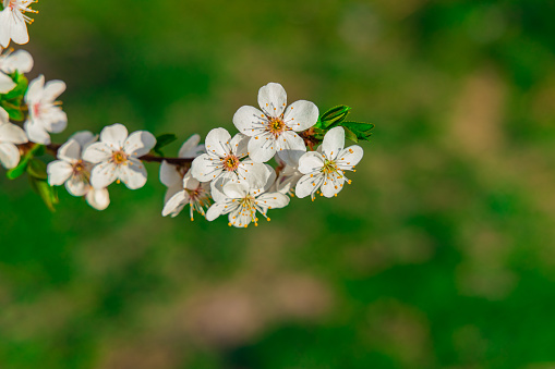 spring blossom season white flowers tree branches foliage and unfocused vivid green background natural space