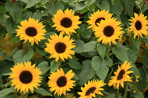 A horizontal image of miniature sunflowers.