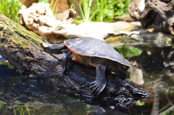 istock turtle on the lakeside of the zoo 1224004482