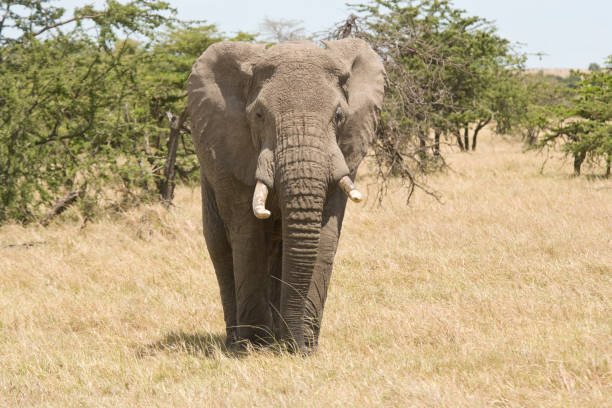 istock African Elephant on the Masai Mara, Kenya, Africa 1224005367