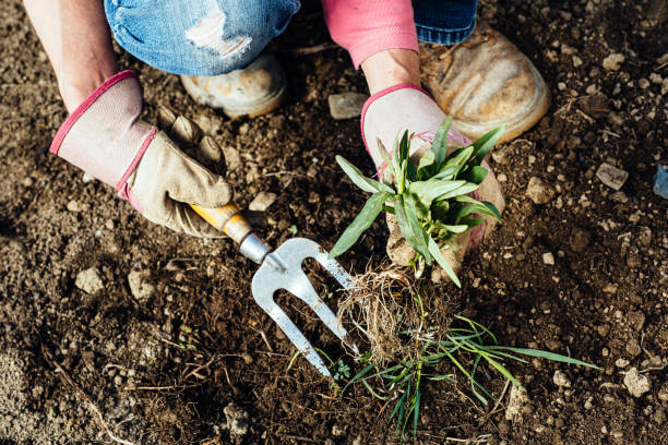 istock Woman removing weeds from her garden 1224005373