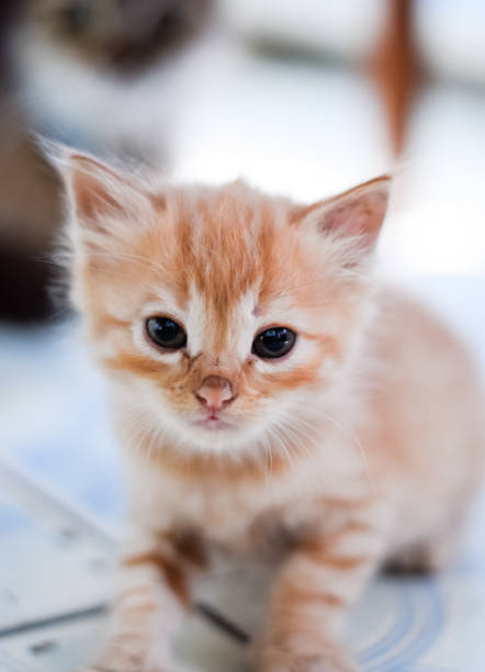 istock little red kitten on the floor 1224007081