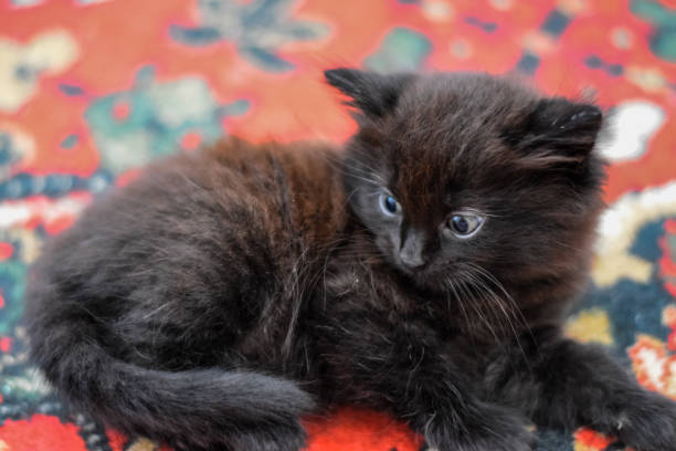 istock Fluffy black kitten on the carpet on floor. 1224007085