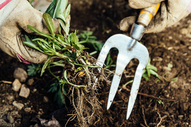istock Woman removing weeds from her garden 1224007769