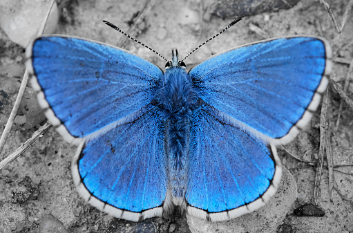 Common Blue butterfly (Polyommatus icarus) with spread wings. Macro insect in nature, top view and blue selective color. Photograph from directly above