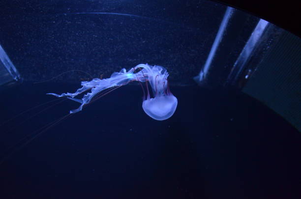 istock Beautiful illuminated jellyfish at aquarium in Berlin 1224007921