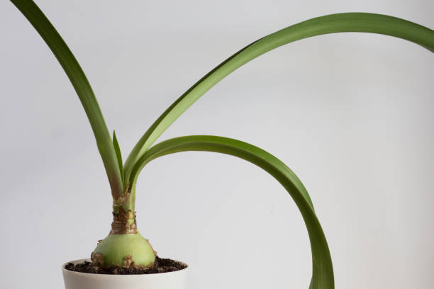 istock Amaryllis with long leaves in pot on the white background 1224008376