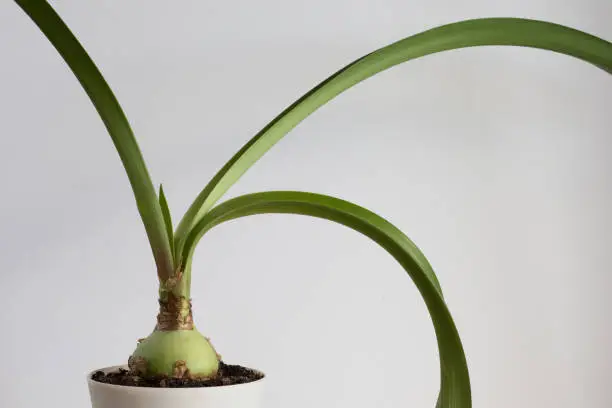 Amaryllis with long leaves in pot on white background