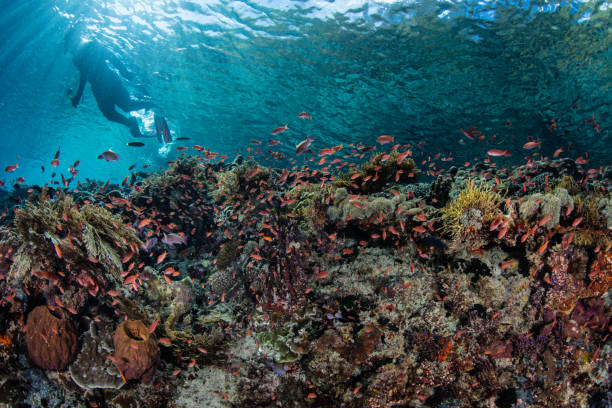 istock Snorkeler Above Vibrant Coral Reef 1224008395
