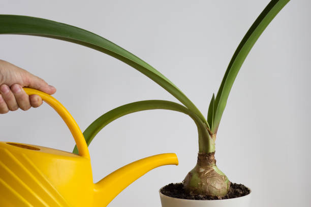 Woman hand watering amaryllis using water can on the white background