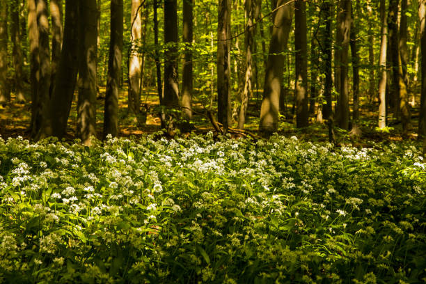 Wild garlic in a forest during sunrise. The plants are located close to the ground and the trees stand tall. The sun shines brightly through the trees and leaves.