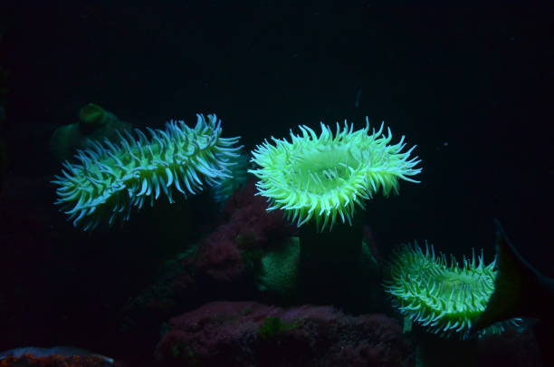 istock Colorful see anemone in Berlin zoo 1224009197
