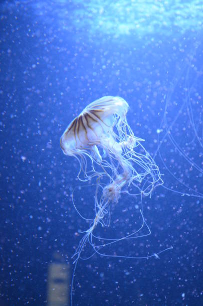 istock Beautiful illuminated jellyfish at aquarium in Berlin 1224009207