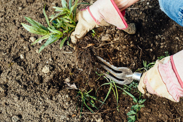 istock Woman removing weeds from her garden 1224009234