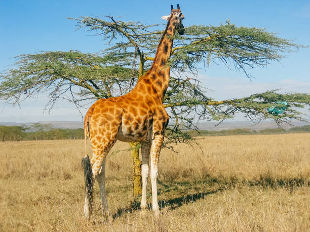 istock Giraffe in National Park, South Africa 1224009261