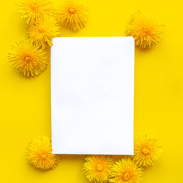 istock White mockup blank and yellow blooming dandelions on bright yellow background. Springtime concept. Copy space for the text 1224009360