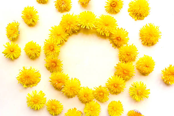 Yellow red sunflowers isolated on background