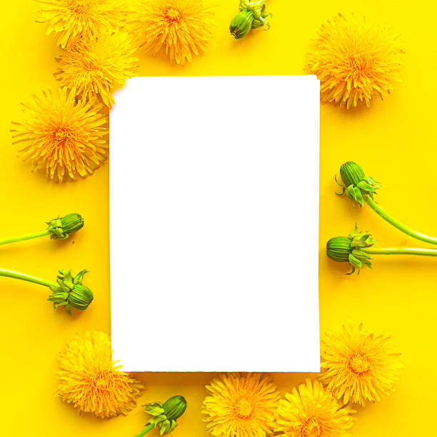 istock White mockup blank and yellow blooming dandelions on bright yellow background. Springtime concept. Copy space for the text 1224009459