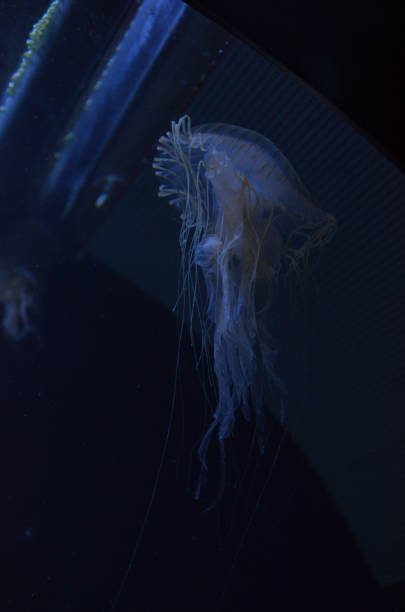 istock Beautiful illuminated jellyfish at aquarium in Berlin 1224009775