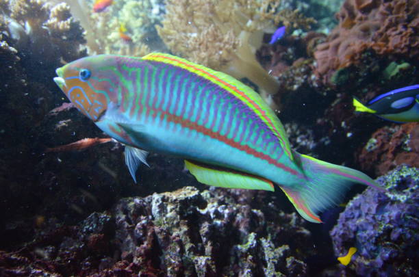 istock Tropical fish in aquarium, Berlin 1224010789