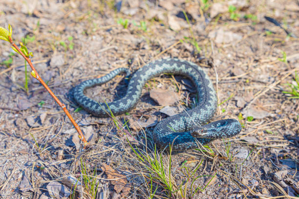 istock Grey viper or adder venomous snake in attacking or defencive pose rolled in knit on brown spring soil or ground pathway among old leaves, grass and branches 1224012020