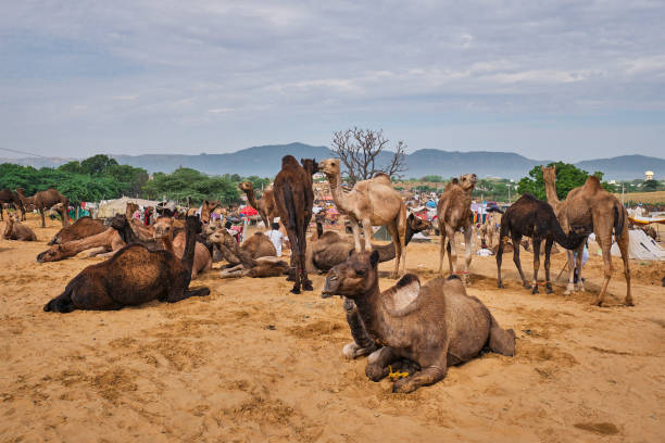 istock Camels at Pushkar Mela Pushkar Camel Fair , India 1224012053