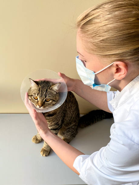 istock A fair-skinned woman veterinarian examines a tabby cat and puts on a postoperative collar / cone. 1224012178