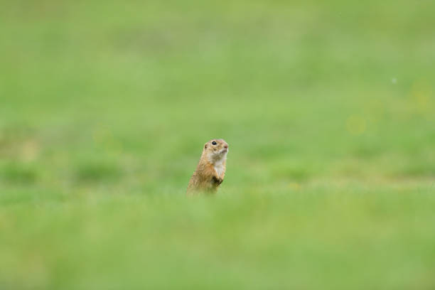 istock Ground squirrel lurking over the grass in the spring meadow 1224012339