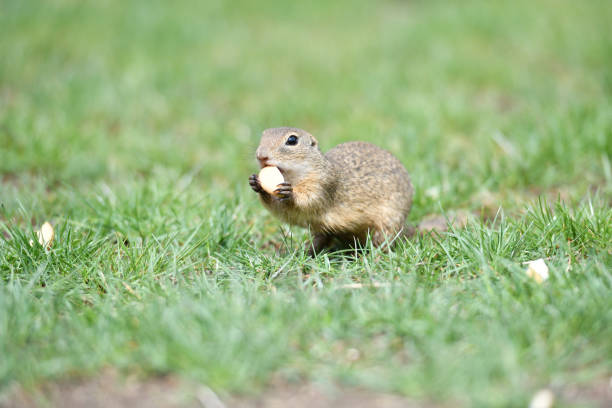 Ground squirrel lurking over the grass in the spring meadow